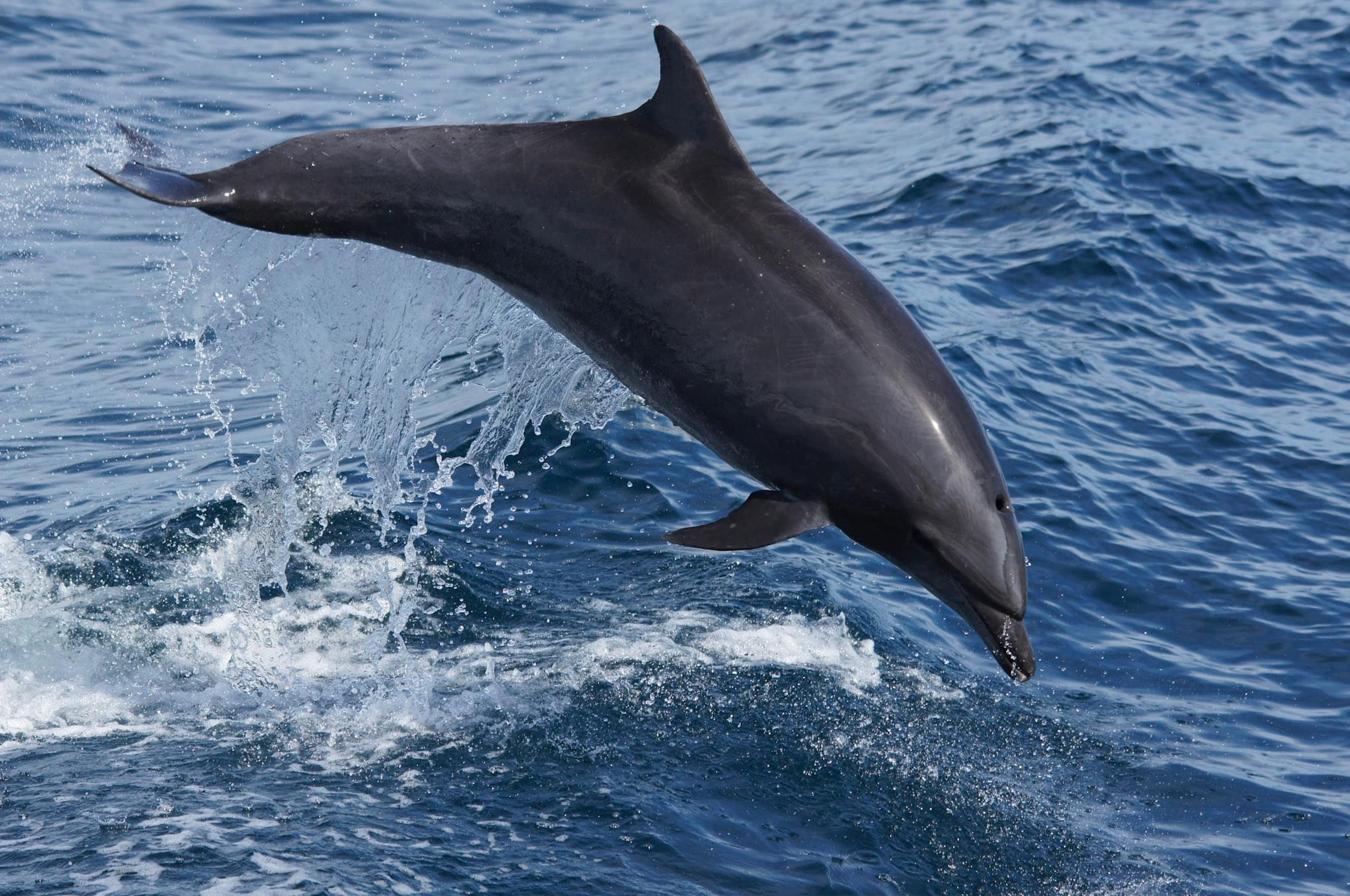 ORCA Common Bottlenose Dolphin orca-common-bottlenose-dolphin